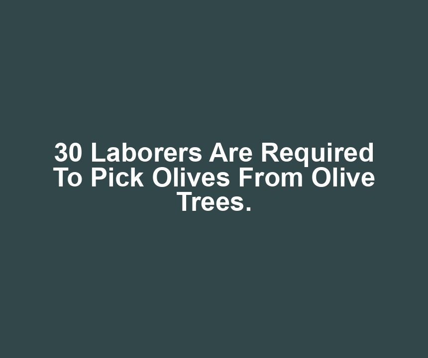 30 Laborers Are Required To Pick Olives From Olive Trees.