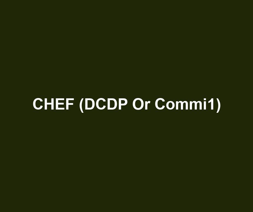 CHEF (DCDP Or Commi1)